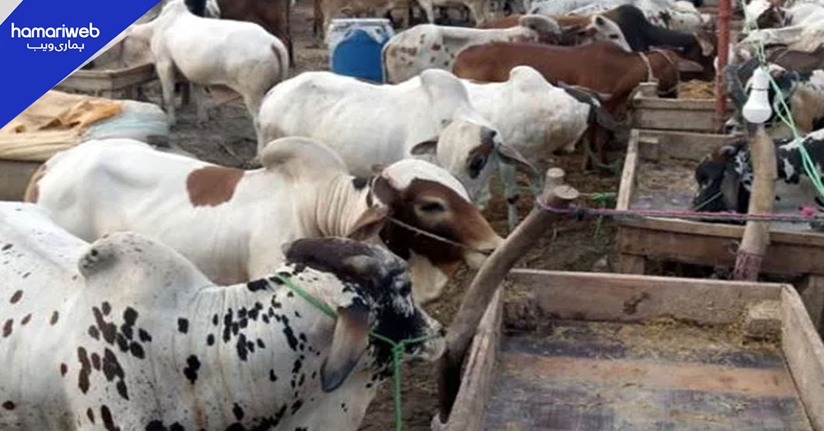 کراچی کی نادرن بائی پاس  منڈی میں قربانی کے جانوروں کی آمد