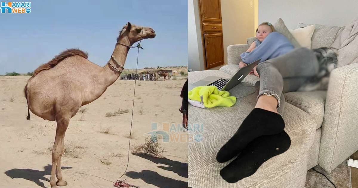 صرف 2 ٹانگوں والا اونٹ کہاں دیکھا گیا؟ وہ 5 عجیب تصاویر جو حقیقت میں آپ کے دماغ کو سکینڈز میں دھوکہ دینے کے لیے کافی ہیں