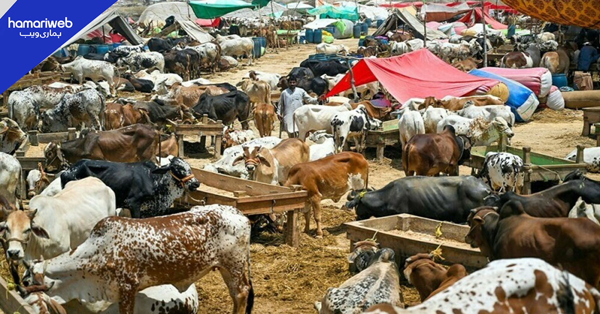 کراچی: عیدالاضحیٰ کے لیے 5 مقامات پر مویشی منڈیاں لگانے کی اجازت