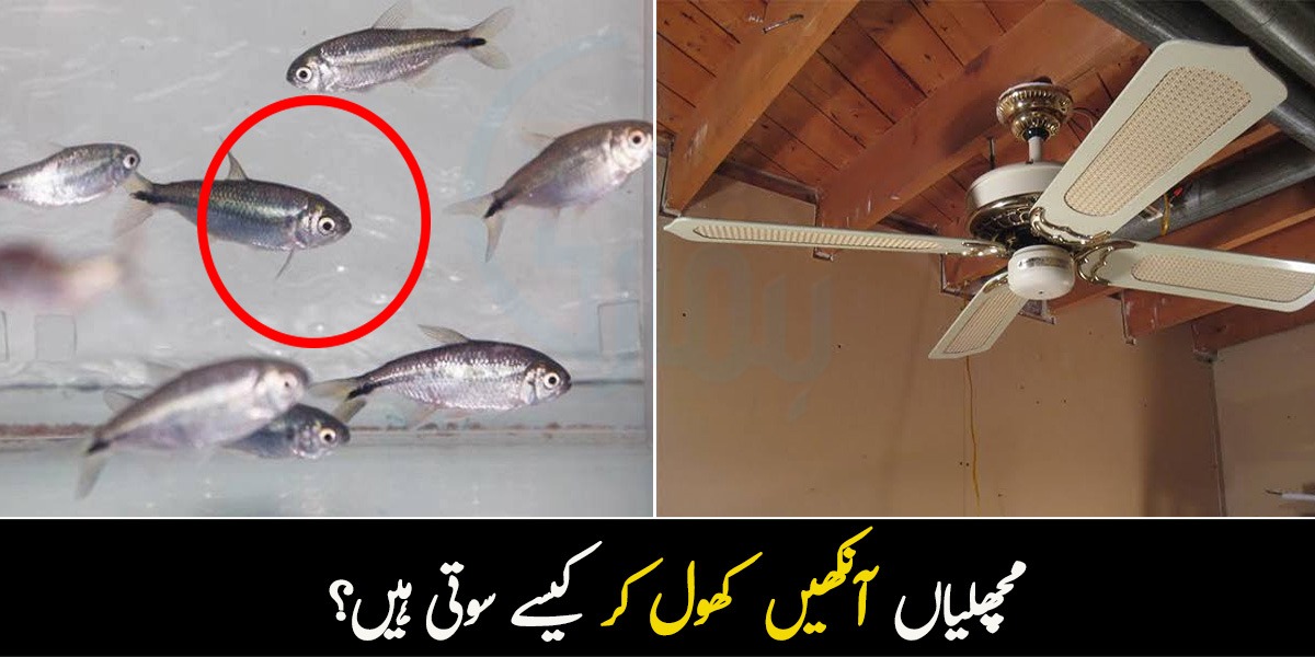 مچھلیاں کھلی آنکھوں سے کیسے سوتی ہیں اور باقی ملکوں میں پنکھوں کے 4 پر کیوں ہوتے ہیں؟ جانیں چند دلچسپ سوالوں کے حیرت انگیز جوابات