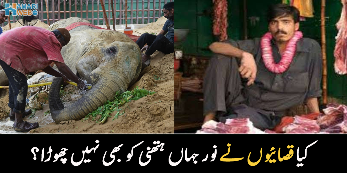 قصائی نے نور جہاں ہتھنی کا گشت بھی نہیں چھوڑا؟ چڑیا گھر کی ہتھنی سے متعلق خبر نے خوف پھیلا دیا