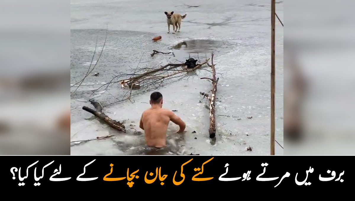 برف میں مرتے کتے کو اس آدمی نے کیسے بچایا؟ وائرل ویڈیو نے سوشل میڈیا پر لوگوں کے دل جیت لئے