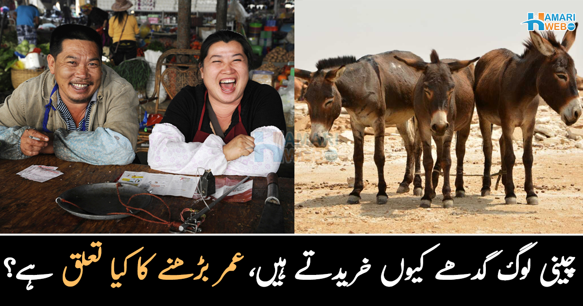 چینی لوگ گدھے کیوں خریدتے ہیں، عمر بڑھنے کا کیا تعلق ہے؟ چین سے متعلق دلچسپ معلومات اور حقائق جن کے بارے میں بہت سے لوگوں کو نہیں معلوم