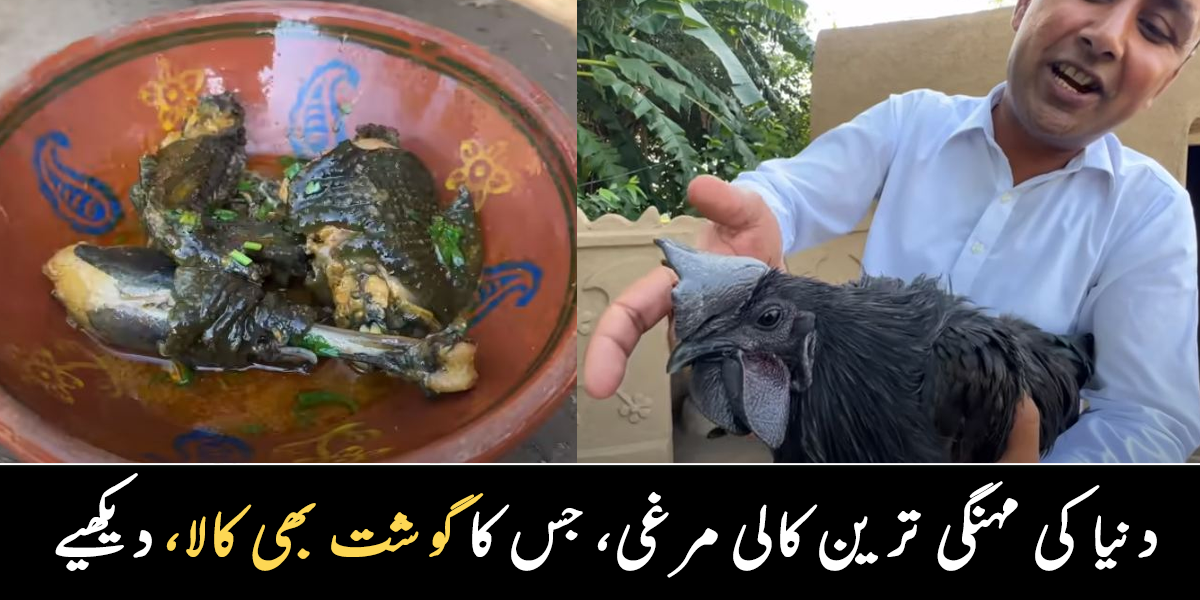 کالی مرغی جس کا گوشت بھی کالا ۔۔ دنیا کی منفرد اور مہنگی مرغی کا گوشت کیسا ہوتا ہے؟ 