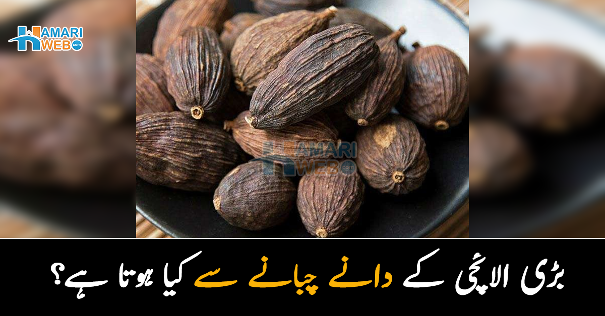 بڑی الائچی کے دانے چبانے سے کیا ہوتا ہے؟ جانیں نہار منہ بڑی الائچی کھانے کے حیرت انگیز فائدے