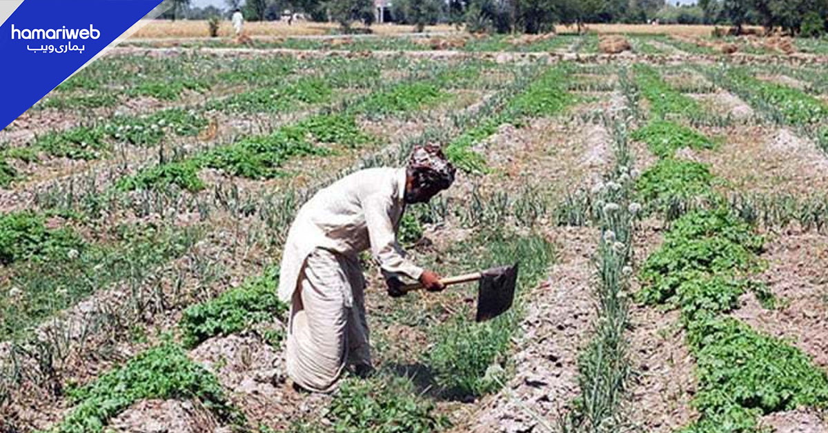 حکومت کا چھوٹے کاشتکاروں کو 300 ارب روپے بلاسود قرض دینے کا اعلان