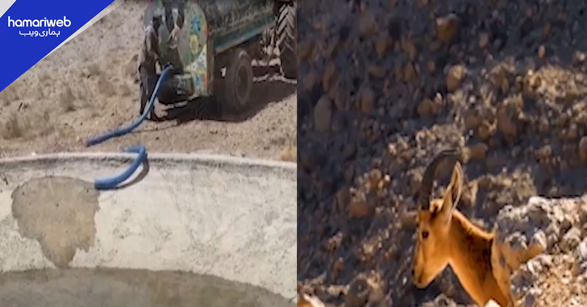 تکاتو اور ہزارگنجی چلتن نیشنل پارکس میں نایاب جنگلی حیات کو بچانے کے لیے اقدامات