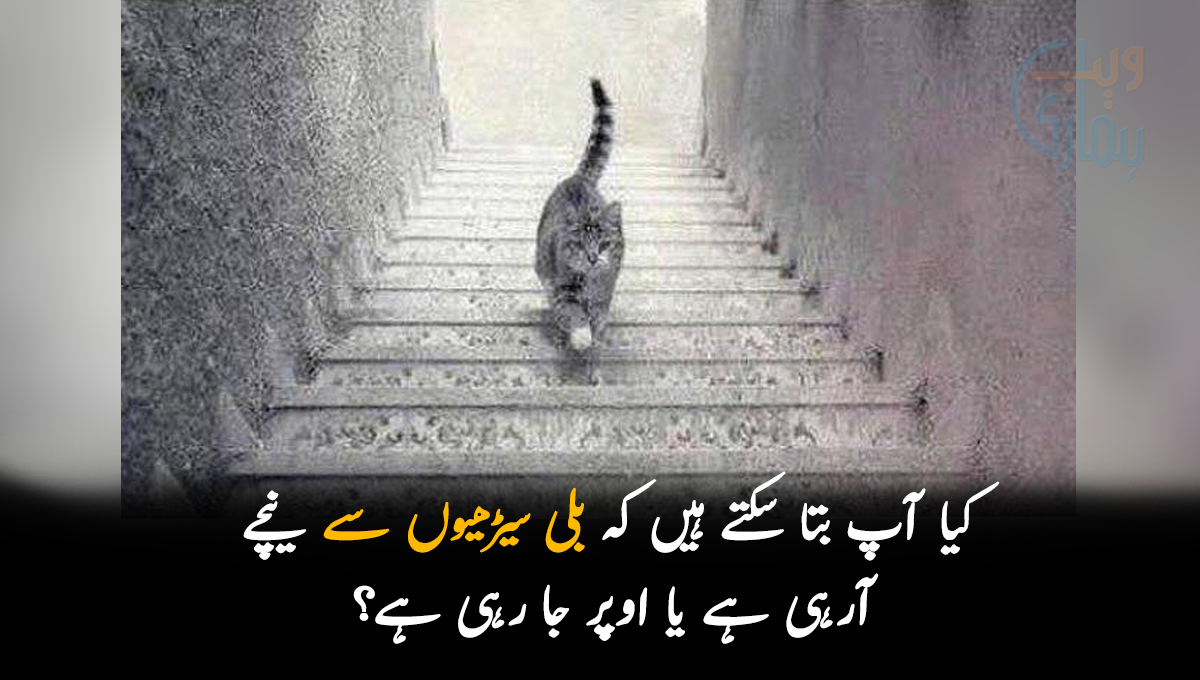 کیا آپ بتا سکتے ہیں کہ بلی سیڑھیوں سے نیچے آرہی ہے یا اوپر جا رہی ہے؟