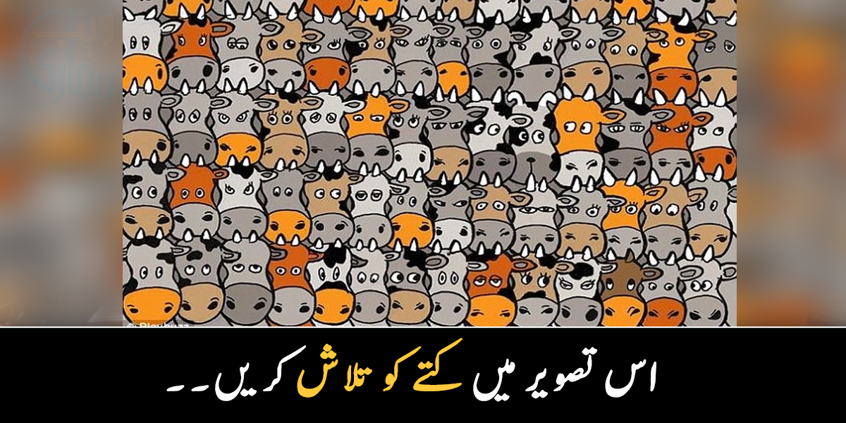 تصویر میں کتا تلاش کریں اور اپنے ذہین ہونے کا ثبوت دیں۔۔ 80 فیصد لوگ کتا تلاش کرنے میں ناکام ہوجاتے ہیں