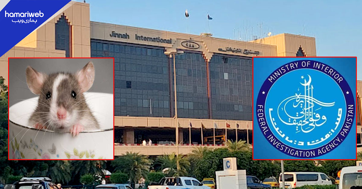 ایف آئی اے کی ڈیوٹی سخت، اب ایئرپورٹ پر چوہے بھی پکڑیں گے