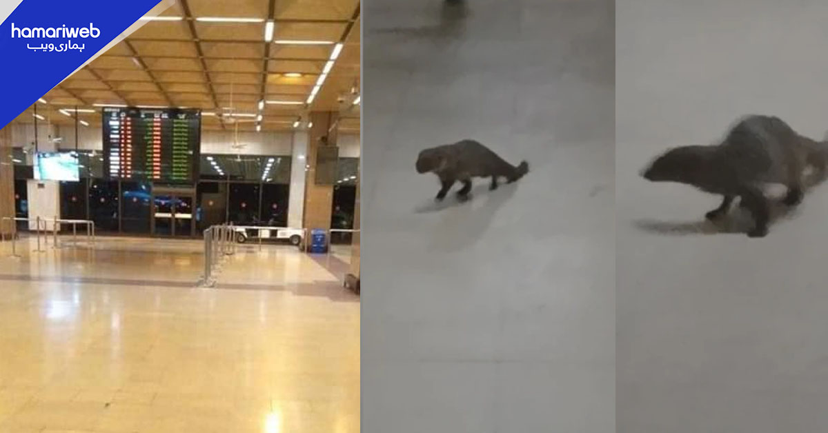 کراچی ائیرپورٹ میں نیولوں کی موجودگی، انتظامیہ کی دوڑیں لگ گئیں