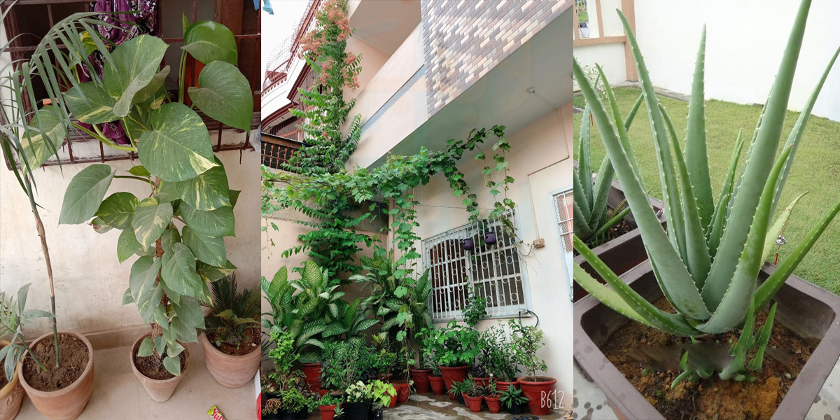 بغیر اے سی کے گھر ٹھنڈا رکھنا چاہتے ہیں تو یہ پودے گھر لے آئیں۔۔ گھر کی گرمی بھگانے والے 5 بہترین اور سستے پودے 