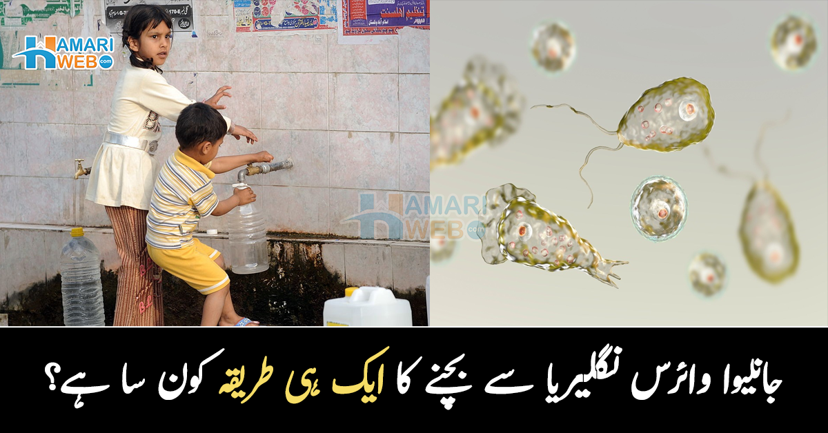 ہلکا سا سر درد اور پھر موت۔۔ جان لیوا وائرس نگلیریا سے بچنے کا ایک ہی طریقہ کون سا ہے؟