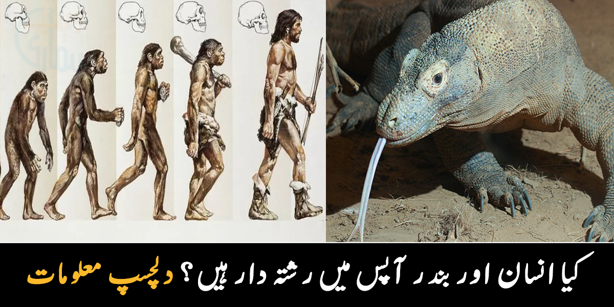 انسان اور بندر آپس میں رشتہ دار تھے ۔۔ کیا واقعی سانپ کے ہاتھ پیر تھے؟ جانیے ڈارون تھیوری سے متعلق دلچسپ معلومات