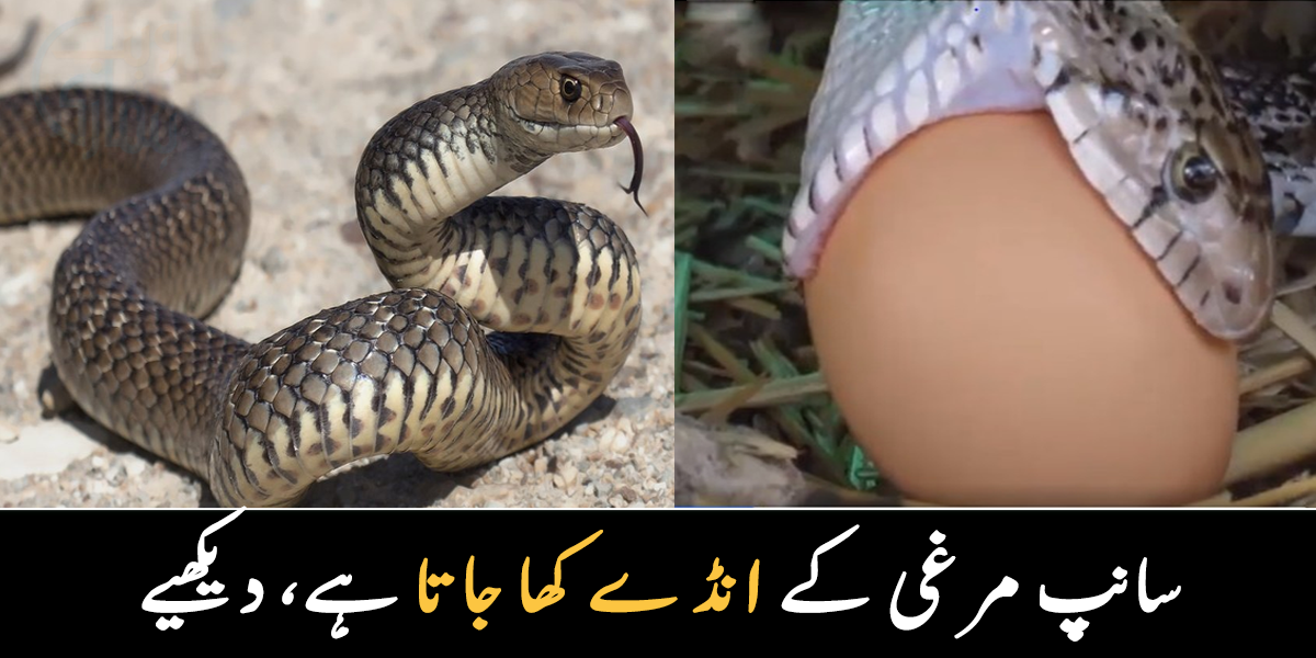 سانپ مرغی کے انڈے کھا جاتا ہے ۔۔ انڈے کو نگلنے کی کوشش میں سانپ نے کیا کر دیا؟ دیکھیے ویڈیو مناظر