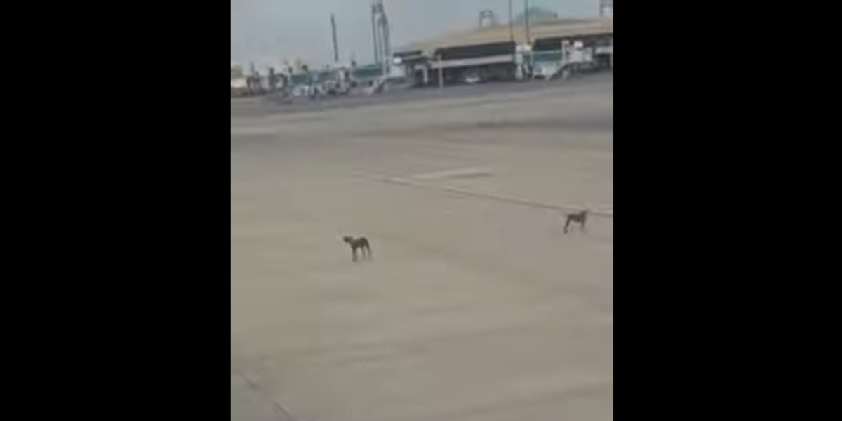 کراچی ائیرپورٹ کے رن وے پر آوارہ کتے کہاں سے آگئے؟ ویڈیو سوشل میڈیا پر وائرل