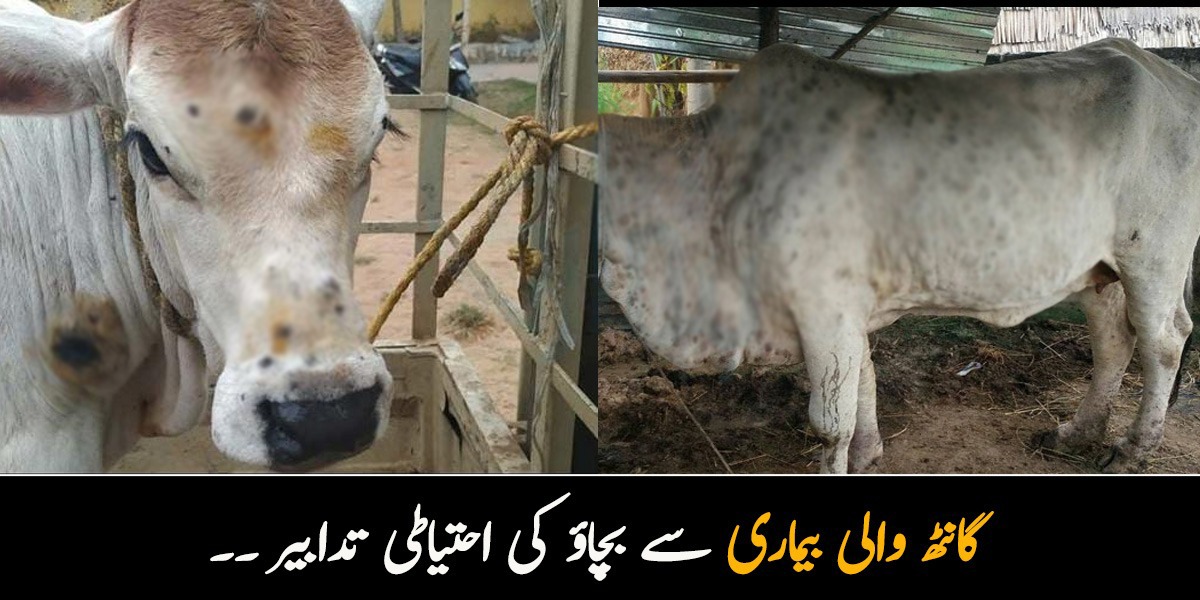 گائے کے جسم پر گانٹھ والی بیماری جان لیوا بھی ہوسکتی ہے۔۔ علاج کے حوالے سے ماہرین نے کیا اہم انکشاف کیا