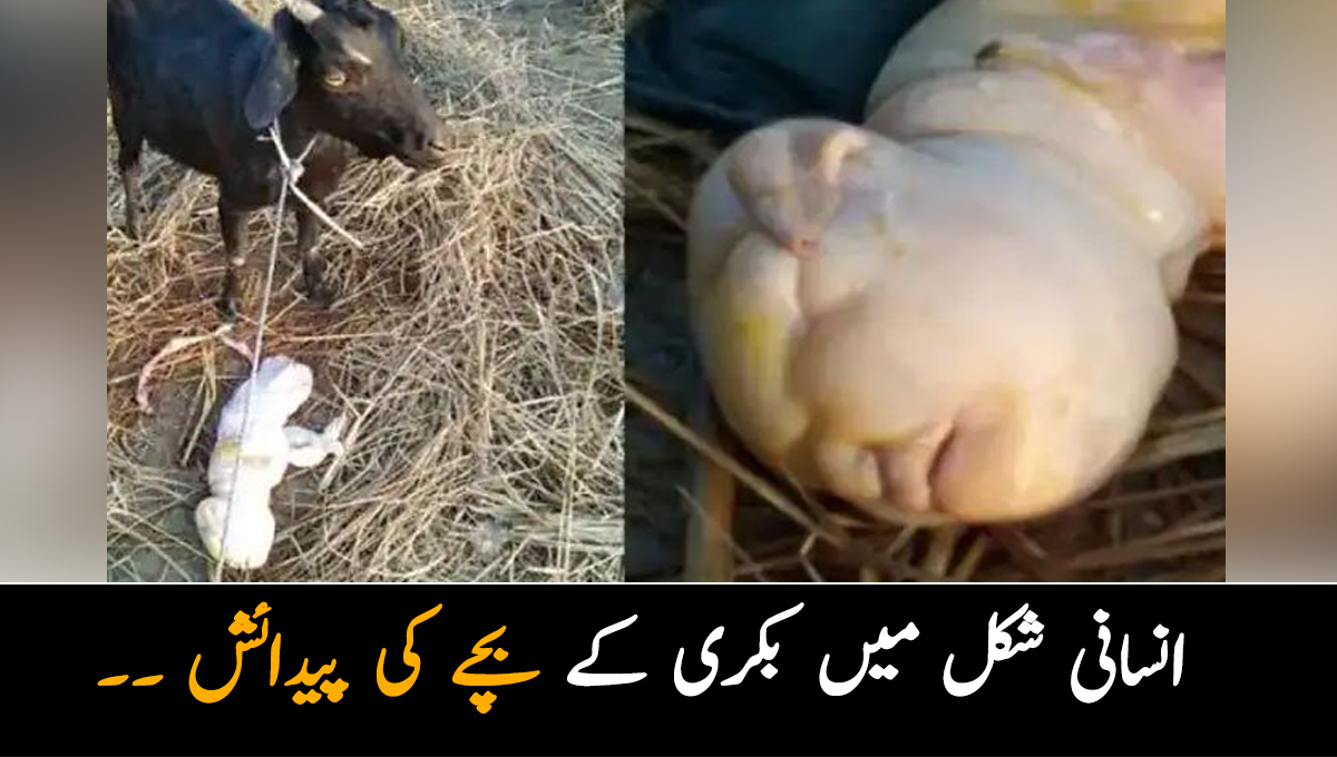 انسانی شکل میں بکری کے بچے کی پیدائش ۔۔ آنکھ، ناک، کان کے علاوہ جسم کے اور کون کون سے اعضاء انسانوں سے مشابہہ ہیں