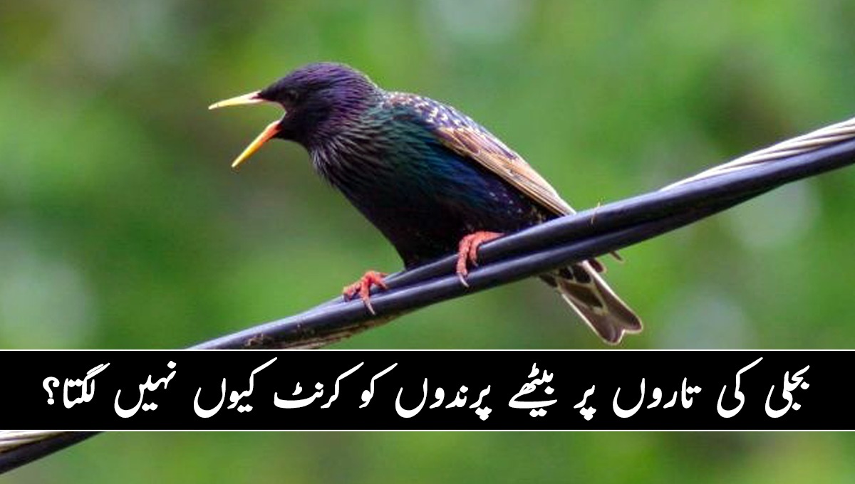 بجلی کی تاروں پر بیٹھے پرندوں کو کرنٹ کیوں نہیں لگتا؟  وجہ یقیناً آپ کو بھی معلوم نہیں ہوگی ۔۔۔            