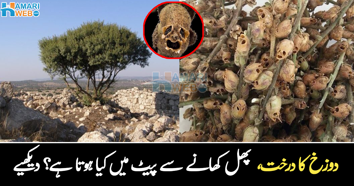 دوزخ کی آگ میں بننے والا پودا مکے میں کہاں اُگ گیا، زقوم کا پودا کھانے سے پیٹ میں کیا ہوتا ہے؟ وہ معلومات جو بہت کم لوگ جانتے ہیں، دیکھیے