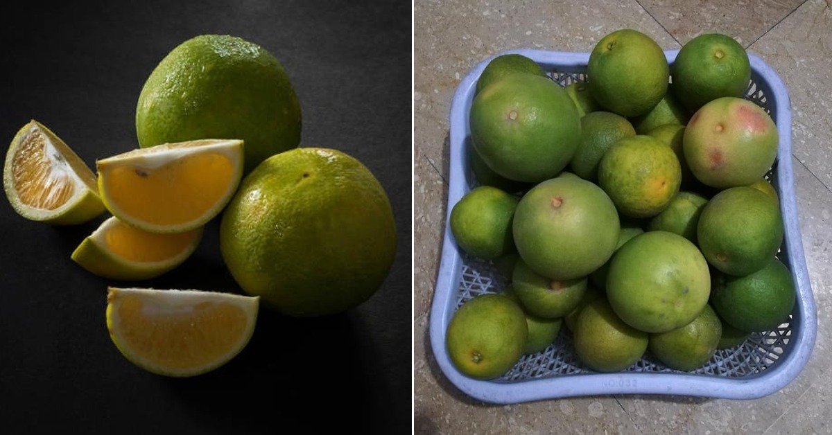 کھانسی اور نزلے کے لئے موسمبی کیسے استعمال کریں؟ موسمبی کا پھل ہی نہیں چھلکوں کے بھی بے شمار فائدے