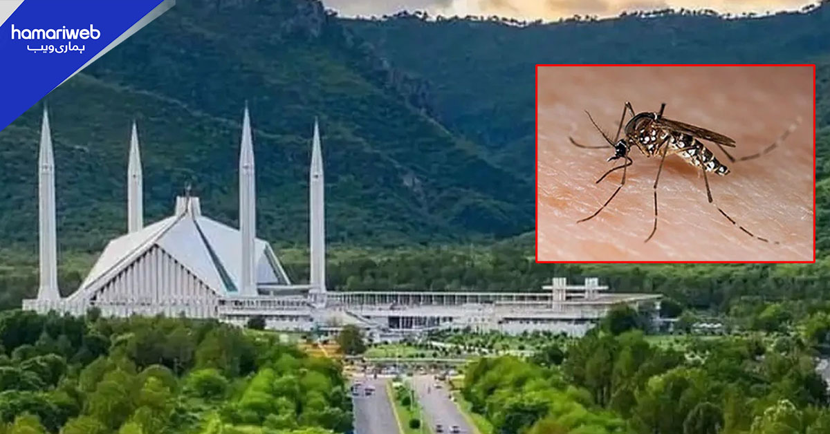 اسلام آباد میں 24 گھنٹوں کے دوران ڈینگی کے 23 نئے کیسز رپورٹ