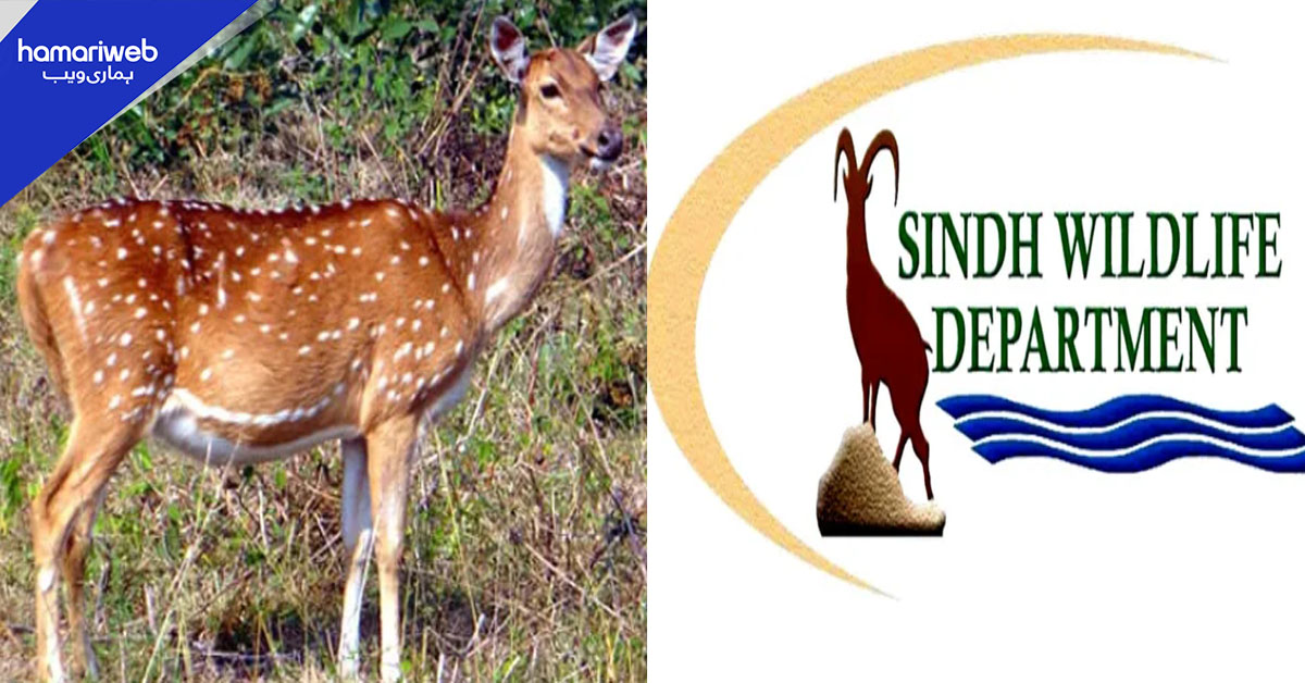 ننگرپارکر میں کوڑکی لگا کر مادہ ہرن کا شکار، 2 افراد کیخلاف مقدمہ درج