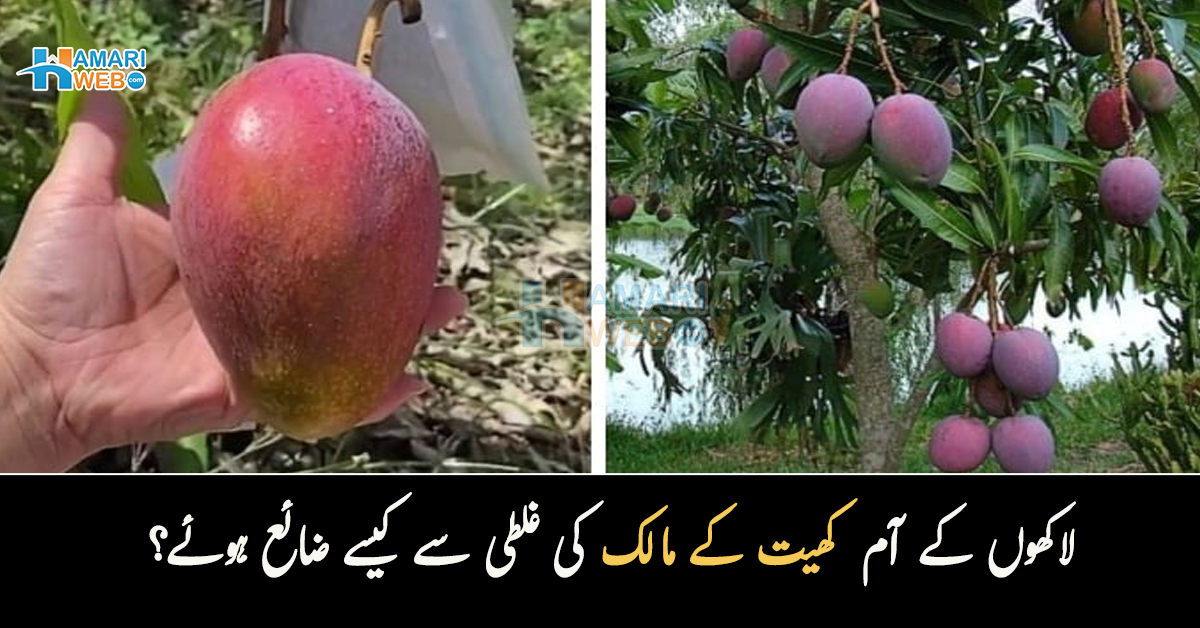 ایک آم کئی لاکھ کا ہے لیکن۔۔ کھیت کے مالک نے ایسی کونسی غلطی کردی جس نے لاکھوں کا نقصان کروا دیا؟