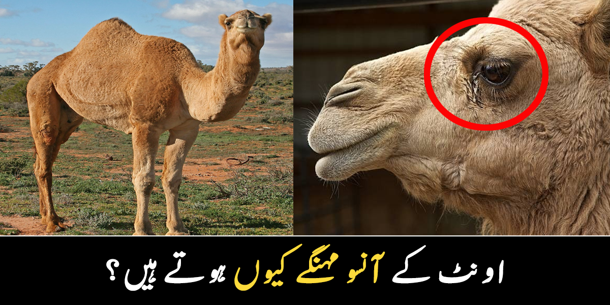اونٹ کو زبردستی رُلایا جاتا ہے کیونکہ ۔۔ اونٹ کے آنسو سے انسان کا علاج کیسے کیا جاتا ہے؟