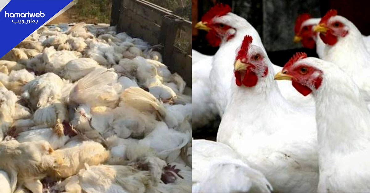 پشاور: 2 روز میں مرغی 65 روپے کلو مہنگی، مردہ مرغیوں کی فروخت کا بھی انکشاف