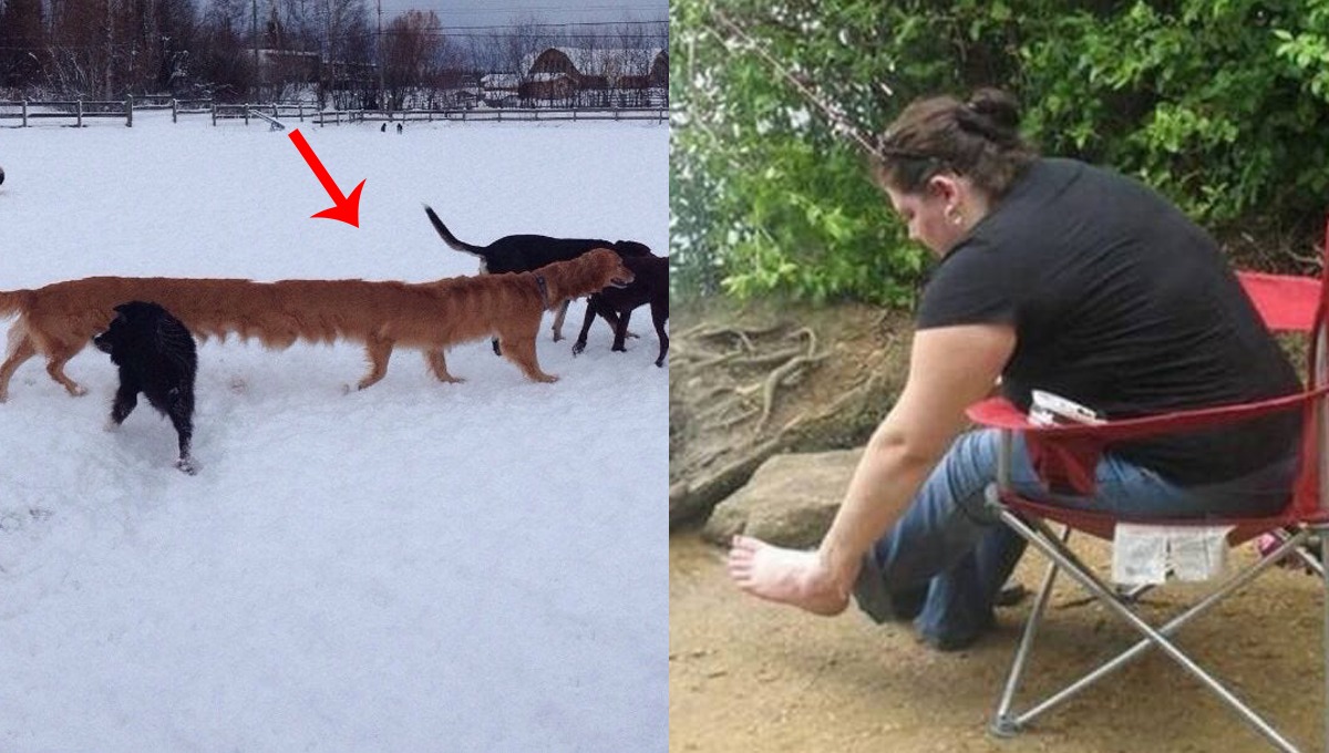 کتا واقعی اِتنا لمبا لیکن کیسے؟ دماغ کو دھوکہ دینے والی ایسی تصاویر جن کی حقیقت تیز آنکھوں اور دماغ والے افراد بھی نہیں جان سکیں گے