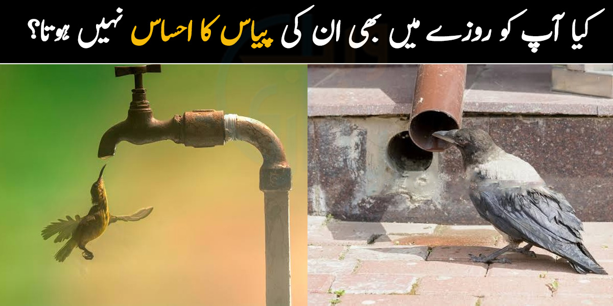 کیا آپ کو روزے میں بھی ان کی پیاس کا احساس نہیں ہوتا؟ چند طریقے جن سے جھلساتی گرمی میں بے زبان جانوروں کی مدد کی جاسکتی ہے