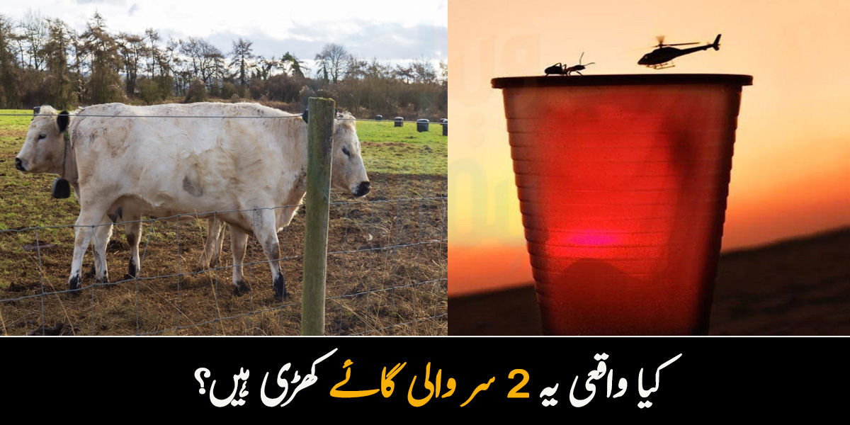 کیا واقعی یہ 2 سر والی گائے کھڑی ہیں؟ تیز آنکھوں اور شاطر دماغ والے افراد بھی ان تصاویر کی حقیقت جان نہیں پائیں گے