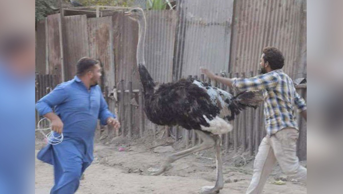 کراچی کی سڑک پر شتر مرغ کہاں سے آیا؟ لوگوں کی دوڑیں لگ گئیں، ویڈیو دیکھیں