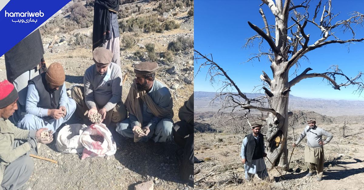 بلوچستان میں چلغوزہ جنگلات کی بحالی کا تاریخی اقدام، 15 لاکھ سیڈ بالز تقسیم