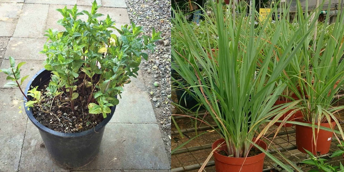 مچھر بھی نہیں آئیں گے اور گھر سے گرمی بھی بھگائیں۔۔ 5 ایسے پودے جو گرمی کے موسم میں کریں آپ کی بڑی مشکل آسان 