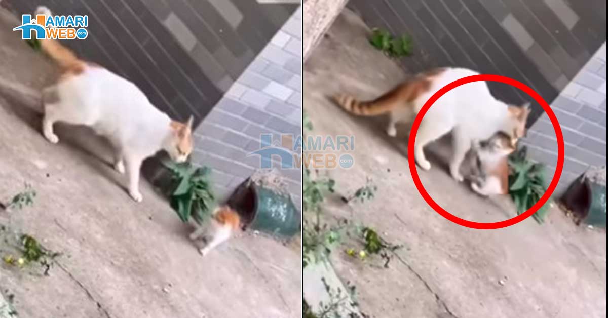 بلی کا بچہ گھر سے بھاگ گیا ۔۔ ماں کو جب بچہ ملا تو اس کو زور دار تھپڑ کیوں مارا؟ مانو بلی کی دلچسپ ویڈیو سوشل میڈیا پر وائرل