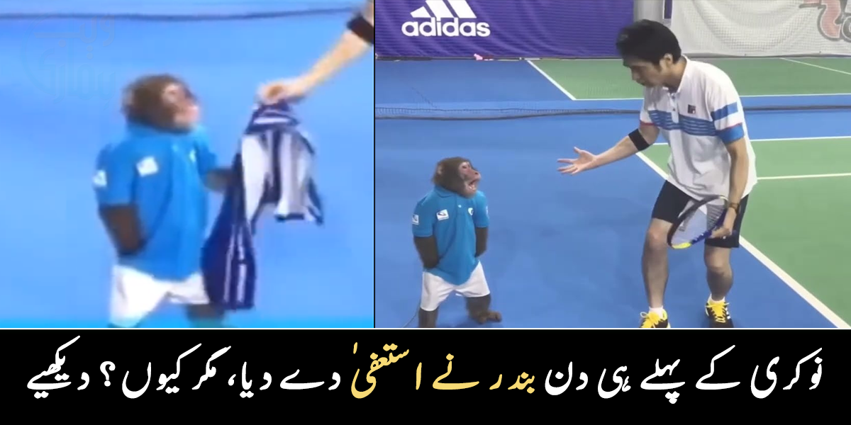 بندر کو نوکری کے لیے رکھا گیا تھا ۔۔ تولیہ پکڑنے کی نوکری کرنے والے بندر نے پہلے دن استعفیٰ کیوں دیا؟ دیکھیے دلچسپ ویڈیو