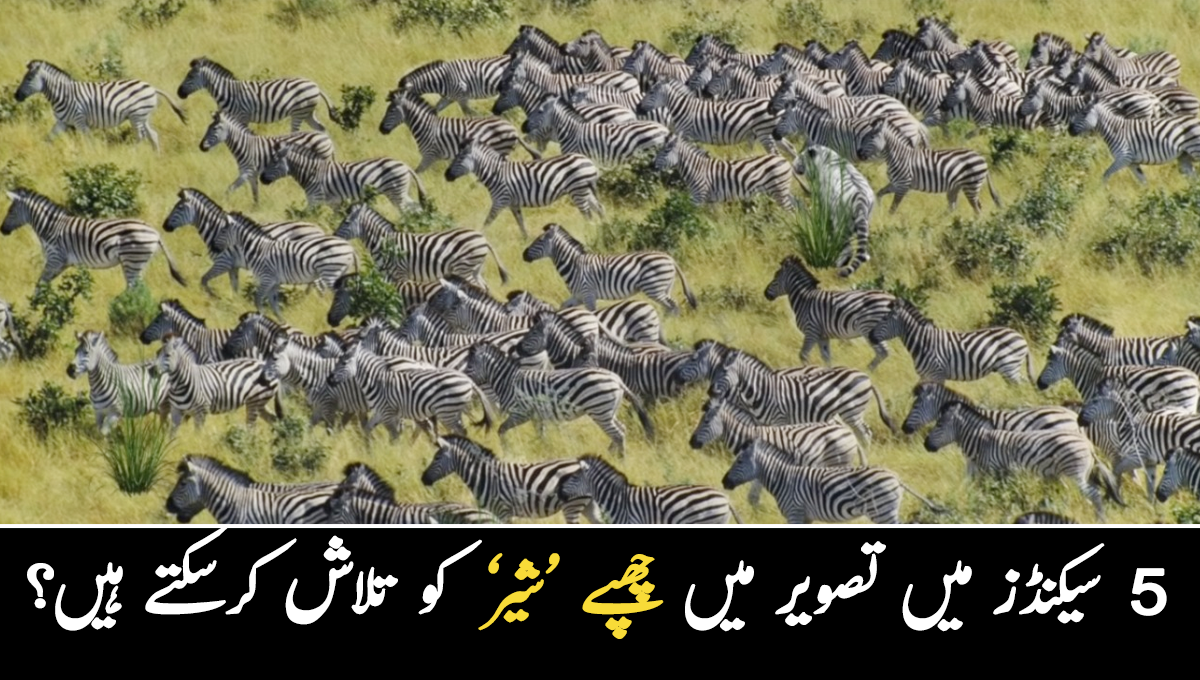 5 سیکنڈز میں اس تصویر میں چھپا شیر تلاش کرسکتے ہیں؟ ہم دعویٰ کرتے ہیں چیل کی نظر رکھنے والے 85 فیصد افراد بھی شیر کو ڈھونڈ نہیں پائیں گے