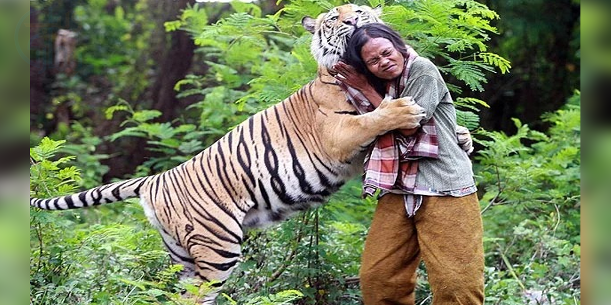 اچانک رات میں میرے پاس آجاتا ہے ۔۔ خونخوار ٹائیگر اس انسان کو اپنا دوست کیوں سمجھتا ہے، ایسا کیا ہوا تھا؟