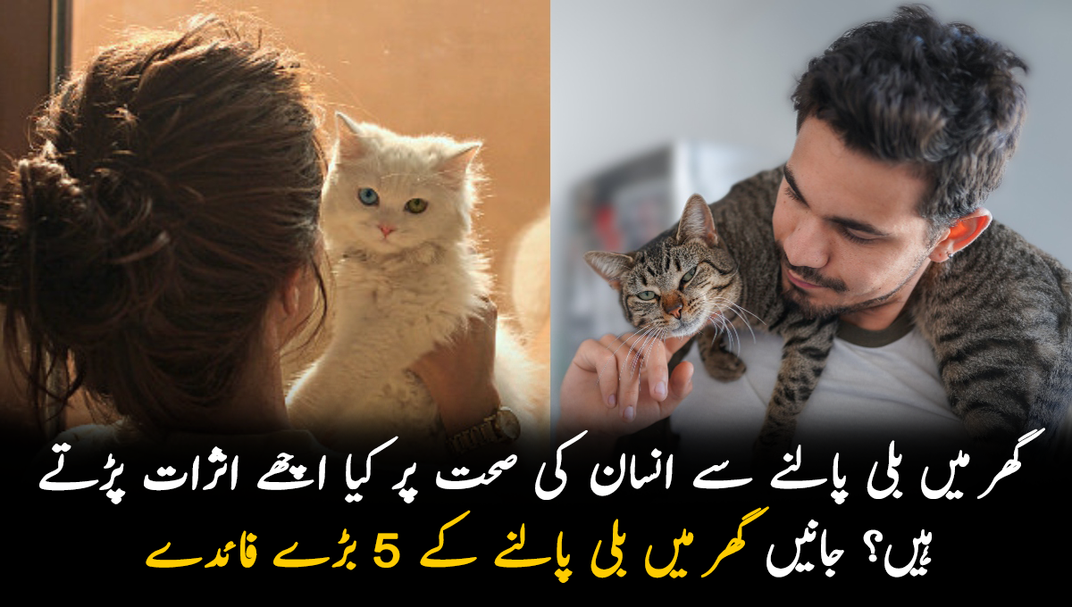 گھر میں بلی پالنے سے انسان کی صحت پر کیا اچھے اثرات پڑتے ہیں؟ جانیں گھر میں بلی پالنے کے 5 بڑے فائدے جسے جان کر آپ بھی گھر میں بلی لے آئیں گے