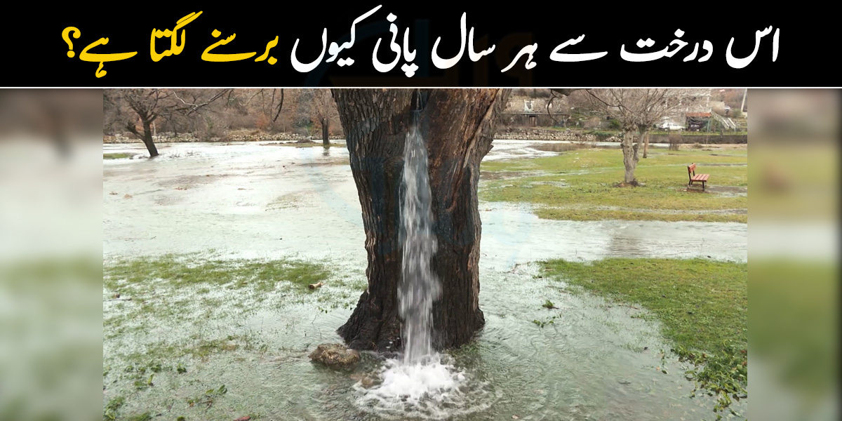 اس درخت سے ہر سال پانی کیوں برسنے لگتا ہے؟ پراسرار درخت کا راز جسے آپ نے پہلے کبھی نہیں سنا ہوگا