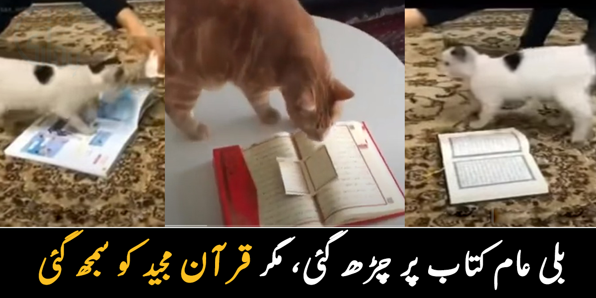 بلی عام کتاب پر چڑھ گئی مگر قرآن مجید کو پہچان رہی تھی ۔۔ دیکھیے جب ایک خاتون نے بلی کے آگے قرآن مجید رکھا تو بلی نے کیا کیا؟