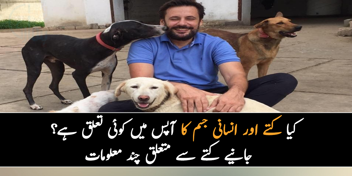 کیا کتے اور انسانی جسم کا آپس میں کوئی تعلق ہے؟ جانیے کتے سے متعلق چند معلومات، جو یقینا آپ بھی نہیں جانتے ہوں گے