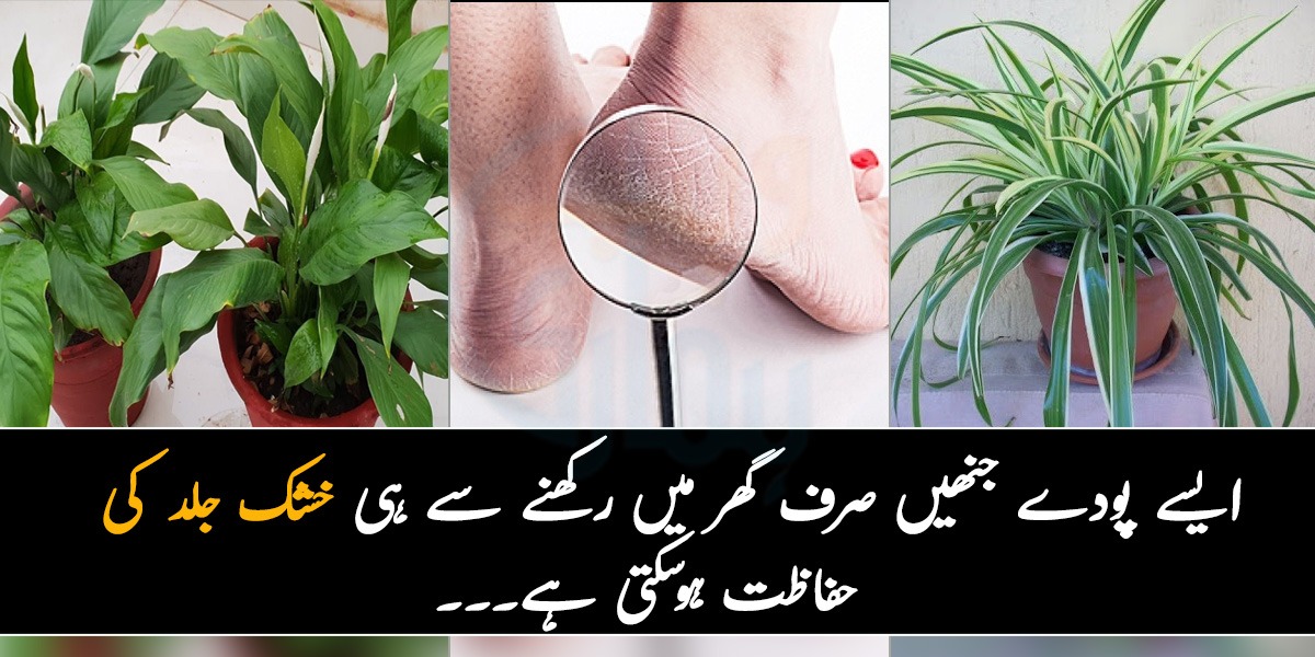 خشک جلد کو بھی ٹھیک کرتے ہیں اور۔۔۔ جانیں 5 ایسے حیرت انگیز پودوں کے بارے میں جنھیں گھر میں رکھ کر آپ مہنگے لوشنز کا خرچہ بچا سکتے ہیں