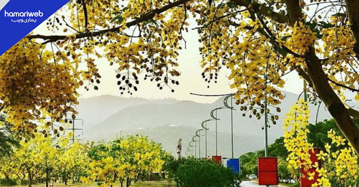 اسلام آباد میں پولن الرجی ختم کرنے کے لیے 29 ہزار شہتوت کے درخت کاٹ دیے گئے