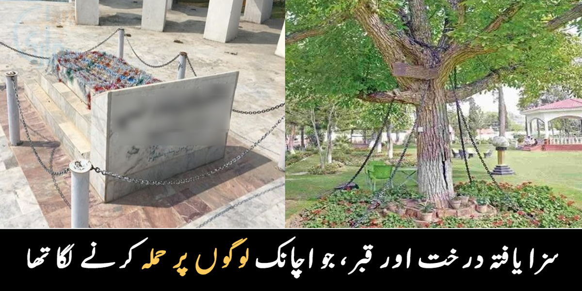 درخت رات کے وقت ڈراتا تھا اور قبر ۔۔ حکومت نے خیبر پختونخواہ کی اس قبر اور درخت کو زنجیروں سے باندھنے کا حکم کیوں دیا ؟