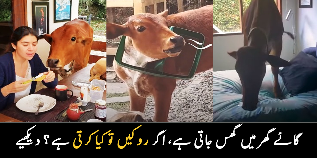 گھر میں آنے سے روکنے پر کیا کرتی ہے؟ لڑکی اور گائے کی ایسی دوستی، جس میں گائے کچن کا برا حال کر دیتی ہے، دیکھیے