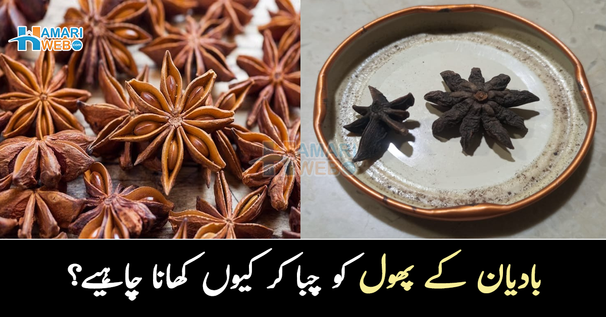 بادیان کے پھول کو چبا کر کیوں کھانا چاہیے؟ جانیے آپ کی صحت سے جڑے اس کے 5 اہم فائدے