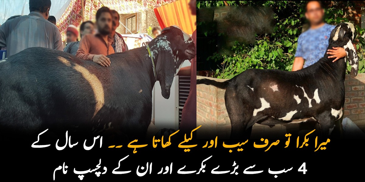 میرا بکرا تو صرف سیب اور کیلے کھاتا ہے ۔۔ جانیئے اس سال کے 4 سب سے بڑے بکرے اور ان کے دلچسپ نام، دیکھیں چند تصاویر